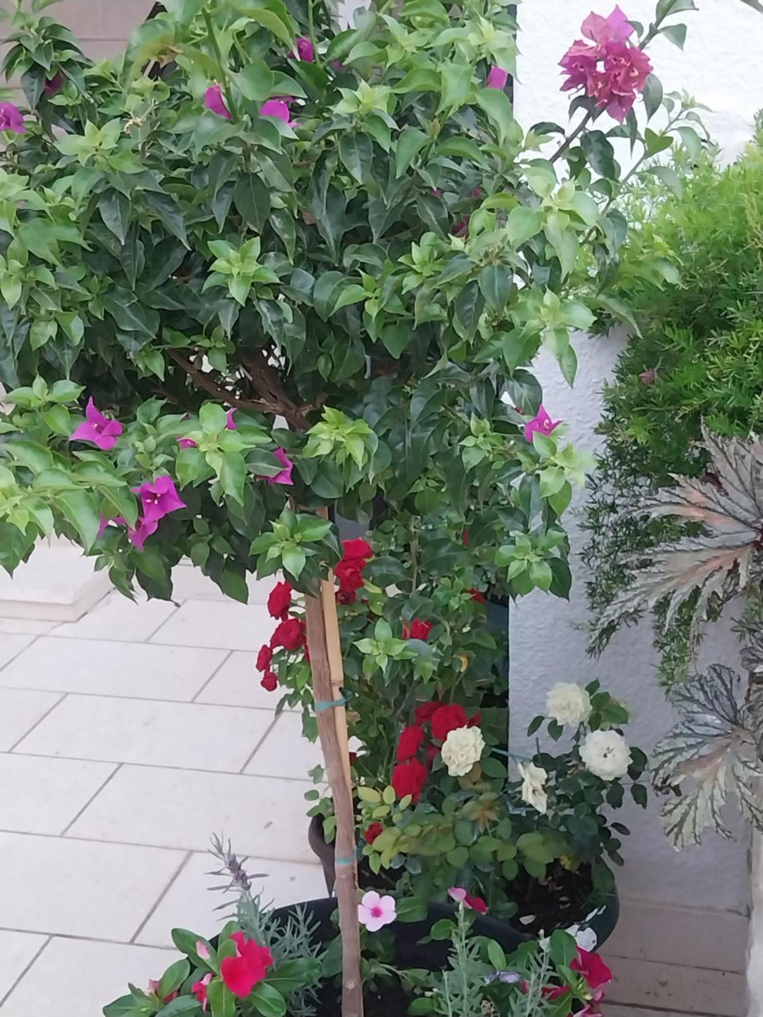 Apartmani Liberan Neum Buitenkant foto
